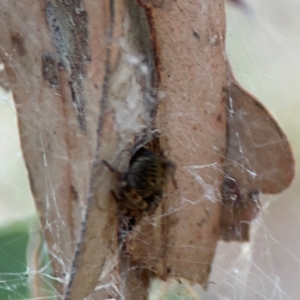 Badumna sp. (genus) at Dawson Street Gardens - 29 Feb 2024 08:57 AM