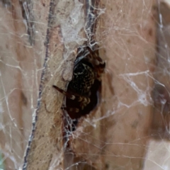 Badumna sp. (genus) at Dawson Street Gardens - 29 Feb 2024 08:57 AM