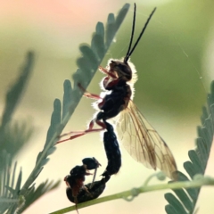 Tiphiidae (family) at Dawson Street Gardens - 29 Feb 2024