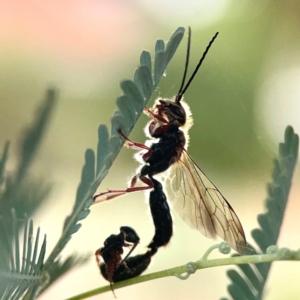 Tiphiidae (family) at Dawson Street Gardens - 29 Feb 2024 08:53 AM