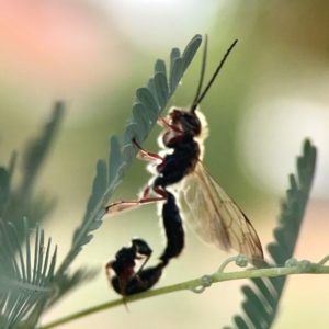 Tiphiidae (family) at Dawson Street Gardens - 29 Feb 2024 08:53 AM