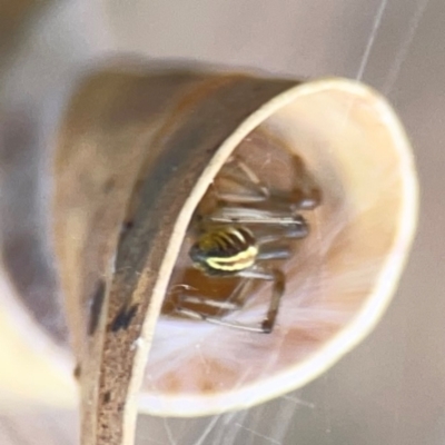 Deliochus sp. (genus) (A leaf curling spider) at Dawson Street Gardens - 28 Feb 2024 by Hejor1