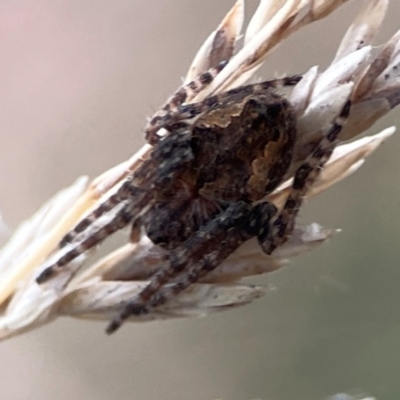 Unidentified Orb-weaving spider (several families) at Curtin, ACT - 28 Feb 2024 by Hejor1