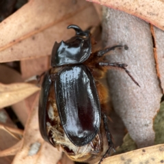 Dasygnathus sp. (genus) (Rhinoceros beetle) at Dawson Street Gardens - 29 Feb 2024 by Hejor1