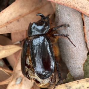 Dasygnathus sp. (genus) at Dawson Street Gardens - 29 Feb 2024