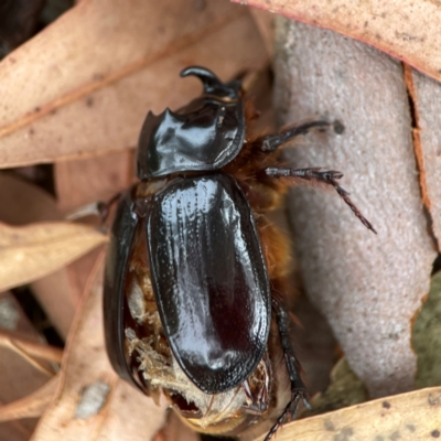 Dasygnathus sp. (Rhinoceros beetle) at Dawson Street Gardens - 28 Feb 2024 by Hejor1