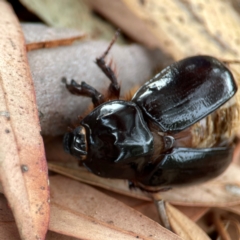 Dasygnathus sp. (genus) at Dawson Street Gardens - 29 Feb 2024