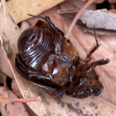 Dasygnathus sp. (genus) at Dawson Street Gardens - 29 Feb 2024