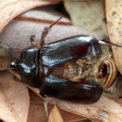 Dasygnathus sp. (genus) at Dawson Street Gardens - 29 Feb 2024 08:47 AM