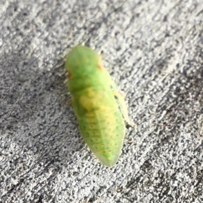 Unidentified Leafhopper or planthopper (Hemiptera, several families) at Dawson Street Gardens - 28 Feb 2024 by Hejor1