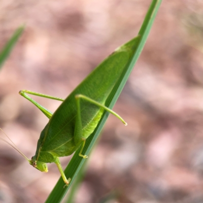 Caedicia simplex (Common Garden Katydid) at Curtin, ACT - 28 Feb 2024 by Hejor1