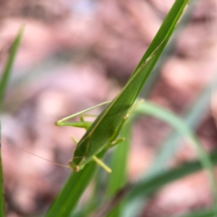 Caedicia simplex at Dawson Street Gardens - 29 Feb 2024 08:37 AM