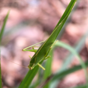 Caedicia simplex at Dawson Street Gardens - 29 Feb 2024 08:37 AM