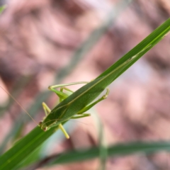 Caedicia simplex at Dawson Street Gardens - 29 Feb 2024 08:37 AM