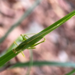 Caedicia simplex at Dawson Street Gardens - 29 Feb 2024 08:37 AM