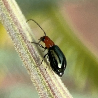 Lamprolina (genus) (Pittosporum leaf beetle) at Curtin, ACT - 28 Feb 2024 by Hejor1