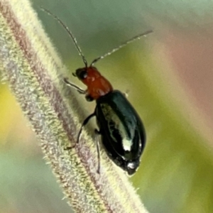 Lamprolina (genus) at Dawson Street Gardens - 29 Feb 2024