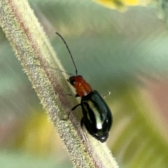 Lamprolina (genus) at Dawson Street Gardens - 29 Feb 2024 08:36 AM