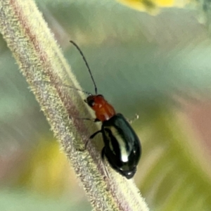 Lamprolina (genus) at Dawson Street Gardens - 29 Feb 2024