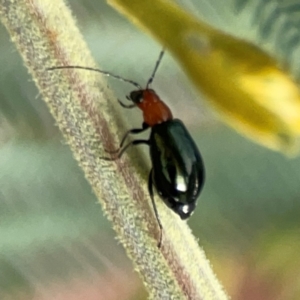 Lamprolina (genus) at Dawson Street Gardens - 29 Feb 2024