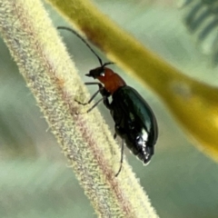 Lamprolina (genus) at Dawson Street Gardens - 29 Feb 2024