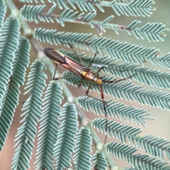 Rayieria acaciae (Acacia-spotting bug) at Dawson Street Gardens - 28 Feb 2024 by Hejor1