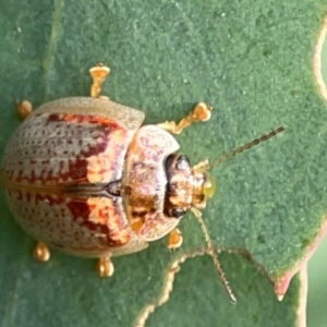 Paropsisterna m-fuscum at Dawson Street Gardens - 29 Feb 2024