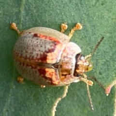 Paropsisterna m-fuscum at Dawson Street Gardens - 29 Feb 2024 08:27 AM