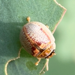 Paropsisterna m-fuscum at Dawson Street Gardens - 29 Feb 2024 08:27 AM