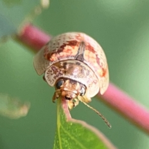 Paropsisterna m-fuscum at Dawson Street Gardens - 29 Feb 2024 08:27 AM