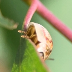 Paropsisterna m-fuscum at Dawson Street Gardens - 29 Feb 2024 08:27 AM