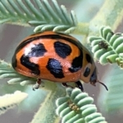 Peltoschema oceanica (Oceanica leaf beetle) at Dawson Street Gardens - 28 Feb 2024 by Hejor1