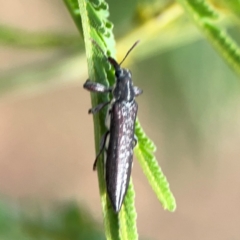 Rhinotia sp. (genus) (Unidentified Rhinotia weevil) at Curtin, ACT - 28 Feb 2024 by Hejor1