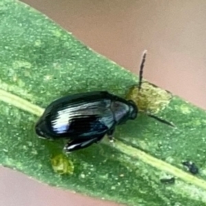 Arsipoda sp. (genus) at Dawson Street Gardens - 29 Feb 2024