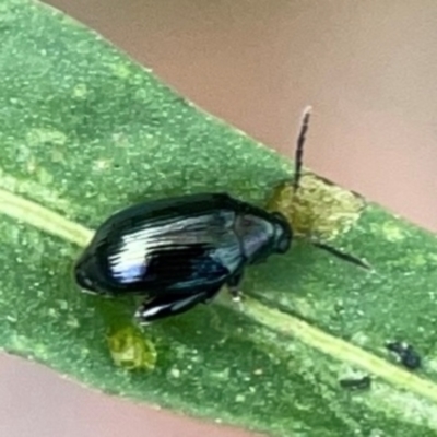 Arsipoda sp. (genus) (A flea beetle) at Curtin, ACT - 28 Feb 2024 by Hejor1