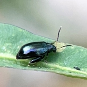 Arsipoda sp. (genus) at Dawson Street Gardens - 29 Feb 2024