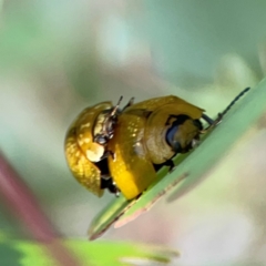 Paropsisterna cloelia (Eucalyptus variegated beetle) at Dawson Street Gardens - 28 Feb 2024 by Hejor1