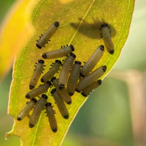 Paropsisterna cloelia at Dawson Street Gardens - 29 Feb 2024 08:28 AM