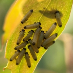 Paropsisterna cloelia at Dawson Street Gardens - 29 Feb 2024 08:28 AM