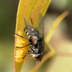 Exorista sp. (genus) (A Bristle Fly) at Dawson Street Gardens - 29 Feb 2024 by Hejor1