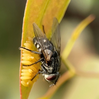 Exorista sp. (genus) (A Bristle Fly) at Dawson Street Gardens - 28 Feb 2024 by Hejor1