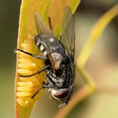 Exorista sp. (genus) at Dawson Street Gardens - 29 Feb 2024