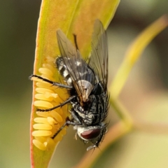 Exorista sp. (genus) at Dawson Street Gardens - 29 Feb 2024