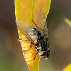 Exorista sp. (genus) at Dawson Street Gardens - 29 Feb 2024