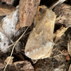 Euproctis baliolalis (Browntail Gum Moth) at Curtin, ACT - 28 Feb 2024 by Hejor1