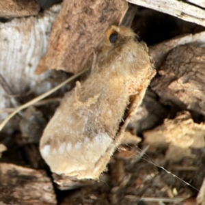 Euproctis baliolalis at Dawson Street Gardens - 29 Feb 2024