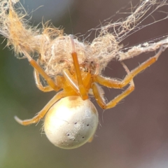 Deliochus idoneus (A leaf curling spider) at Dawson Street Gardens - 29 Feb 2024 by Hejor1