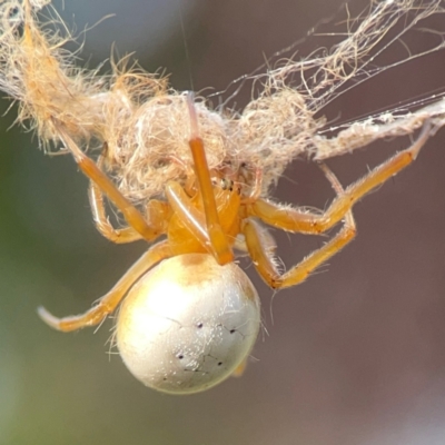 Deliochus idoneus (A leaf curling spider) at Dawson Street Gardens - 28 Feb 2024 by Hejor1