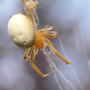 Deliochus idoneus at Dawson Street Gardens - 29 Feb 2024 08:21 AM