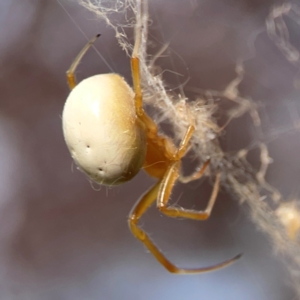 Deliochus idoneus at Dawson Street Gardens - 29 Feb 2024 08:21 AM